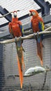 Macaw parrot Royalty Free Stock Photo