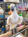 Macaw parrot Birds of Australia Royalty Free Stock Photo