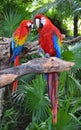 Macaw parrot birds Royalty Free Stock Photo