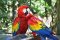 Macaw parrot birds Royalty Free Stock Photo