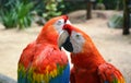 Macaw parrot birds Royalty Free Stock Photo