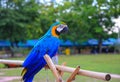 Macaw parrot, blue - orange colorful beautiful in public park Royalty Free Stock Photo