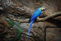 Macaw parrot blue Royalty Free Stock Photo