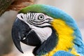 Macaw Parrot Blue Yellow closeup portrait