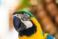 Macaw parrot blue and yellow color Royalty Free Stock Photo