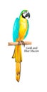 Macaw parrot with blue and yellow feather Royalty Free Stock Photo