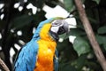 Macaw parrot blue and yellow gold bird close up stock photo Royalty Free Stock Photo