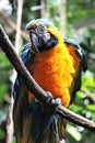 Macaw parrot blue and yellow gold bird close up stock photo Royalty Free Stock Photo