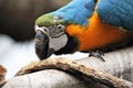 Macaw parrot blue and yellow gold bird close up stock photo Royalty Free Stock Photo