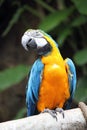 Macaw parrot blue and yellow gold bird close up stock photo Royalty Free Stock Photo