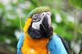 Macaw parrot blue and yellow gold bird close up stock photo