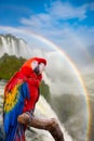 The macaw parrot at the Cataratas of Iguacu