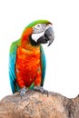 Macaw parrot with cliping path.