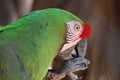 Macaw parrot close-up eating a seed. Green plumage and a red crest.. Royalty Free Stock Photo