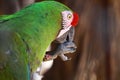 Macaw parrot close-up eating a seed.. Royalty Free Stock Photo