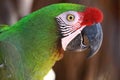 Macaw parrot close up. Green feathers and a red crest. Royalty Free Stock Photo