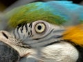 Macaw parrot