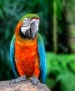 Macaw parrot, Colorful bird perching on branch.