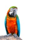 Macaw parrot, Colorful bird perching on branch.