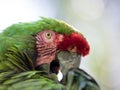 Macaw parrot