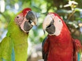 Macaw parrot