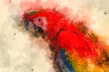 Macaw Parrot. digital illustration based on original photo. Royalty Free Stock Photo