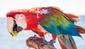 Macaw parrot eating a grape Royalty Free Stock Photo