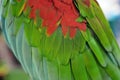 Macaw parrot feather Royalty Free Stock Photo