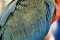 Macaw parrot feather Royalty Free Stock Photo