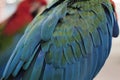 Macaw parrot feather Royalty Free Stock Photo