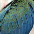 Macaw parrot feather Royalty Free Stock Photo