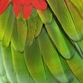 Macaw parrot feather