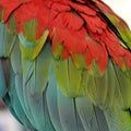 Macaw parrot feather Royalty Free Stock Photo