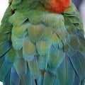 Macaw parrot feather Royalty Free Stock Photo