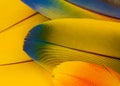 Macaw parrot feathers