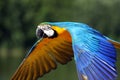 Macaw parrot in flight Royalty Free Stock Photo