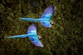 Macaw parrot in flight. Big blue Ara ararauna in the dark green forest habitat in Pantanal, Brazil. Action wildlife scene from