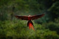 Macaw parrot flying in dark green vegetation with beautiful back light and rain. Scarlet Macaw, Ara macao, in tropical forest, Royalty Free Stock Photo