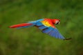 Macaw parrot flying in dark green vegetation with beautiful back light and rain. Scarlet Macaw, Ara macao, in tropical forest, Royalty Free Stock Photo