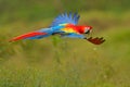 Macaw parrot flying in dark green vegetation with beautiful back light and rain. Scarlet Macaw, Ara macao, in tropical forest, Royalty Free Stock Photo