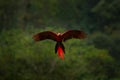 Macaw parrot flying in dark green vegetation with beautiful back light and rain. Scarlet Macaw, Ara macao, in tropical forest, Royalty Free Stock Photo