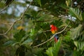 Macaw parrot flying in dark green vegetation with beautiful back light and rain. Scarlet Macaw, Ara macao, in tropical forest, Royalty Free Stock Photo