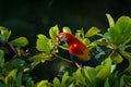 Macaw parrot flying in dark green vegetation with beautiful back light and rain. Scarlet Macaw, Ara macao, in tropical forest, Royalty Free Stock Photo