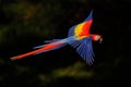 Macaw parrot flying in dark green vegetation with beautiful back light and rain. Scarlet Macaw, Ara macao, in tropical forest, Royalty Free Stock Photo