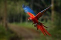 Macaw parrot flying in dark green vegetation with beautiful back light and rain. Scarlet Macaw, Ara macao, in tropical forest, Royalty Free Stock Photo