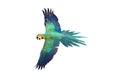 Macaw Parrot flying isolated on white. Royalty Free Stock Photo