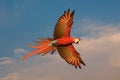 Macaw parrot is flying on the sky Royalty Free Stock Photo