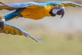 Macaw parrot flying. Tropical bird in flight Royalty Free Stock Photo