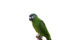 Macaw or parrot with green feathers isolated Royalty Free Stock Photo