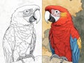 Macaw parrot illustration: half black and white, half colored. Coloring page with a drawn template Royalty Free Stock Photo